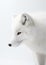 Arctic Fox. Captivating Wilderness. Generative AI