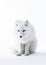 Arctic Fox. Captivating Wilderness. Generative AI