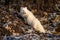 Arctic fox climbs rocky tundra looking back