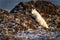 Arctic fox climbs rocky tundra on shoreline