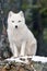 Arctic Fox Close Up Isolated