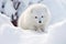 arctic fox digging in snow to uncover hidden food