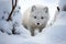 arctic fox digging in snow to uncover hidden food