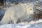 Arctic Fox Exploring Winter Habitat