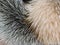 Arctic fox fur closeup as background