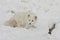 Arctic fox hunting for food on a snow hill with extended claws i