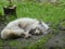 Arctic fox laying in the grass