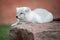 Arctic fox laying on large rock