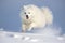 arctic fox leaping across snowdrifts in pursuit