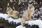 Arctic fox live in arctic and alpine tundra - Vulpes lagopus