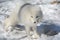 Arctic Fox Pausing Momentarily In Snowy Habitat