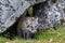 The arctic fox peers out of its hole in the rock and lickens preparing for the hunt