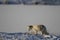 Arctic fox playing and hunting around near a den in spring, Cambridge Bay, Nunavut