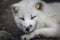 Arctic fox relaxing in Norway.