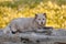 Arctic fox relaxing on some logs.