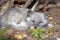 Arctic Fox resting on forest floor, summer coat.