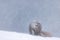 Arctic fox resting on white snow at Hornstrandir Nature Reserve, Iceland