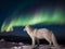 Arctic Fox\\\'s Winter Wonderland: Survival in the Snow