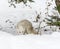 Arctic fox in seasonal moulting burrowing the soil looking for food