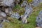 The Arctic fox sits under a rock near its hole