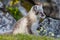 The Arctic fox sits under a rock near its hole