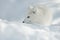 Arctic Fox in Snow