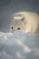 Arctic Fox in Snow