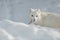 Arctic Fox in Snow