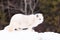 Arctic fox standing broadside