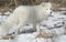 Arctic Fox Standing In Snow Covered Field