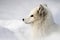 Arctic Fox Vulpes lagopus, cute animal photo