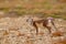 Arctic Fox, Vulpes lagopus, cute animal portrait in the nature habitat, grassy meadow with flowers, Svalbard, Norway. Beautiful