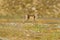 Arctic Fox, Vulpes lagopus, cute animal portrait in the nature habitat, grassy meadow with flowers, Svalbard, Norway. Beautiful