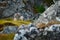 Arctic Fox, Vulpes lagopus, cute animal portrait in the nature habitat, rocky meadow with flowers, dark rock in the background,