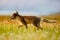 Arctic Fox, Vulpes lagopus, in the nature habitat. Fox in grass meadow with flowers, Svalbard, Norway. Beautiful animal in the