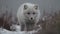 Arctic fox, Vulpes lagopus, single mammal in snow, Iceland