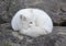 An Arctic fox Vulpes lagopus sleeping on a rocky ledge in winter in Canada