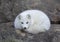 An Arctic fox Vulpes lagopus sleeping on a rocky ledge in winter in Canada