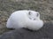 An Arctic fox Vulpes lagopus sleeping on a rocky ledge in winter in Canada