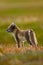 Arctic Fox, Vulpes lagopus, two young, in the nature habitat, grass meadow with flowers, Svalbard,