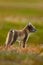 Arctic Fox, Vulpes lagopus, two young, in the nature habitat, grass meadow with flowers, Svalbard, Norway