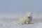 Arctic fox Vulpes Lagopus waking up from a nap with snow on the ground, near Arviat Nunavut