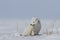 Arctic fox Vulpes Lagopus waking up from a nap and staring off into the distance, with snow on the ground, near Arviat