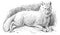 Arctic fox Vulpes lagopus or white fox, vintage engraving