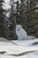 Arctic fox Vulpes Lagopus in white winter coat sitting on the snow licking its face