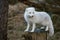 Arctic fox, Vulpes Lagopus, in white winter coat standing on a tree stump with natural forest background, no snow