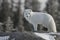 Arctic fox Vulpes Lagopus in white winter coat staring at the camera while standing on a large rock with trees in the background,