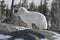 Arctic fox & x28;Vulpes Lagopus& x29; in white winter coat staring off while standing on a large rock with tre