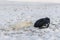 Arctic fox Vulpes Lagopus in wilde tundra. Arctic fox exploring backpack