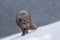 Arctic Fox wandering in white snow at Hornstrandir Nature Reserve, Iceland